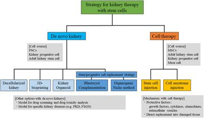 Potential Strategies for Kidney Regeneration With Stem Cells: An Overview